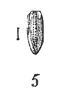Psylliodes difficilis Förster par 1937 N. Théobald éch R138 x 4 p.179 pl XII Coléoptères du Sannoisien de Kleinkembs.
