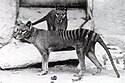 Harimau tasmania di Kebun Binatang Washington D.C., kira-kira tahun 1906