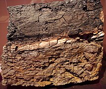 Una roca de Wyoming con una capa intermedia de arcilla que contiene 1000 veces más iridio que las capas superior e inferior. Fotografía tomada en el Museo de Historia Natural de San Diego.