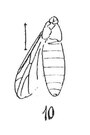 Plecia lapidaria femelle Heyden 1937 N. Théobald éch R190 x3,2 p. 231 pl. XVII Diptères du Sannoisien de Kleinkembs.