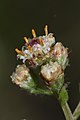 Antennaria racemosa