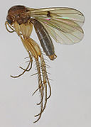 Mycetophila ichneumonea.