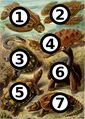 1: Dermochelys coriacea. 2: Eretmochelys imbricata. 3: Hydromedusa tectifera. 4: Geochelone nigra. 5: Psammobates geometricus. 6: Dipsochelys dussumieri. 7: Chelydra serpentina.