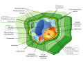 Image 8Structure of a plant cell (from Plant cell)