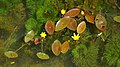 Fleurs et feuilles immergées et flottantes de Cabomba aquatica