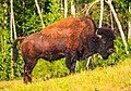 Wood bison in Alaska