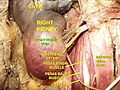 Bubrežna arterija
