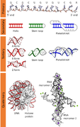 RNA Str.|Nucleic acid structure| RNA Str.