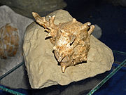 Fossil shell of Bolinus brandaris torularius from Pliocene