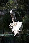 Pelican bird