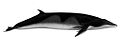 Antarctic minke whale illustration with a dark top, a creamy underside, a long robust body, and a dorsal fin where the back begins to slope down (from Baleen whale)