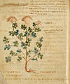 Pseudo-Apuleius Leiden 6. Jh. Herba artemisia tagantes