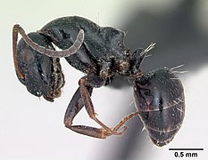 Vue de profil : Camponotus piceus.