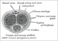 Sección do pene. A uretra non vai polo centro, senón atravesando o corpo esponxoso da parte ventral.
