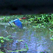 A Stork-billed Kingfisher with blue plumage in central Kerala.