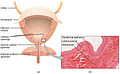 Geçiş epiteli ve zarın bir kısmını histolojik kesitte gösteren erkek mesane anatomisi
