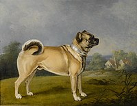 Seekor pug jantan, 1802