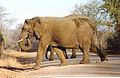 Elefanten am Krügerpark