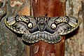 Image 15 Brahmaea wallichii Photograph: Arthur Chapman; edit: Papa Lima Whiskey and Ryan Kaldari Brahmaea wallichii, also known as the owl moth, is a moth from the family Brahmaeidae. With a wingspan of about 90–160 mm (3.5–6.3 in), it is one of the largest species of Brahmin moth. This nocturnal species is found in India, Bhutan, Myanmar, China, Taiwan and Japan. More selected pictures