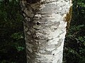 Corteza de sorbellano (Sorbus aucuparia)