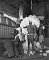Image 39Cotton being processed in Niono into 180 kg (400 lb) bales for export to other parts of Africa and to France, c. 1950 (from Mali)