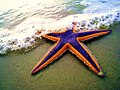 Краљевска морска звезда на плажи
