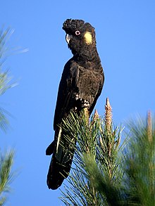 A large black cockatoo perched atop some foliage against a sky background