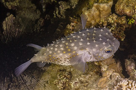 Spotbase burrfish (Cyclichthys spilostylus), Ras Muhammad National Park, Egypt.