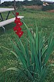 Gladiolus hybrid, Grandiflorus group