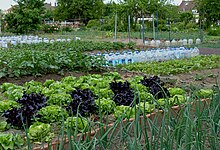 Photo de jardin potager, au premier plan des verts d'oignons et des salades, au second plan, des bouteilles plastiques alignées, en arrière plan des maisons ouvrières