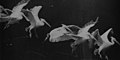 Image 18Flying pelican captured by Marey around 1882. He created a method of recording several phases of movement superimposed into one photograph (from History of film technology)