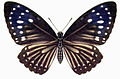 Great blue mime (Papilio paradoxus)