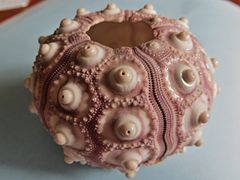 Test of a Phyllacanthus imperialis, a cidaroid sea urchin. These are characterised by their big tubercles, bearing large radiola.