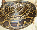 Python reticulatus is the world's longest snake and longest reptile