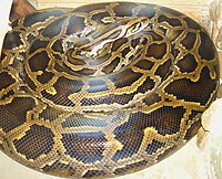 'n Birmaanse luislang (Python molurus bivittatus).