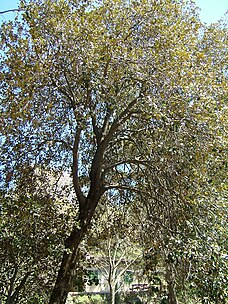 Quercus alnifolia (Golden oak)