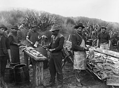 Māori people cutting up the blubber of beached pilot whales (Te Ārai, New Zealand, 1911)