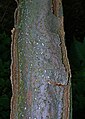 Beech bark with callus growth following fire (heat) damage