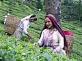 קטיף תה שמתבצע על־ידי קוטפי תה בחוות Puttabong שבדרג'ילינג.
