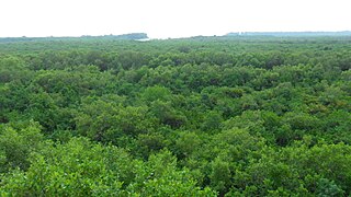 Mangrove forests of West Bengal