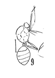 Myrmicites sp. 1937 N. Théobald éch R98 x3 p. 205 pl. XIV Hyménoptères du Sannoisien de Kleinkembs.