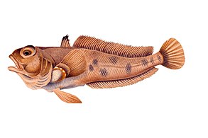 In the Antarctic, limited-range shallow-water species, like this emerald rockcod, are under threat.[56][57]