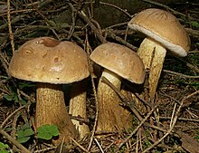 Three stocky brownish mushrooms among twigs on forest floor
