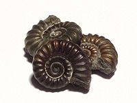 Three small ammonite fossils, each approximately 1.5 cm across