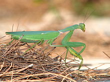 Adult female Sphodromantis viridis
