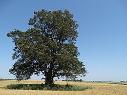 Kalninė guoba (Ulmus glabra)