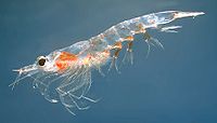 Krill do norte (Meganyctiphanes norvegica)