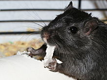 A Mongolian Gerbil in captivity eating a toilet paper roll