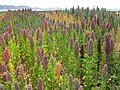 Image 17Quinoa field near Lake Titicaca. Bolivia is the world's second largest producer of quinoa. (from Economy of Bolivia)