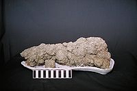 A coprolite of a carnivorous dinosaur found in southwestern Saskatchewan